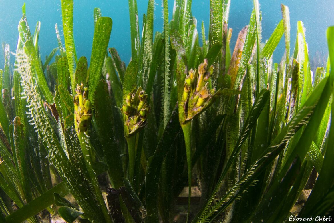 Comment sauver les posidonies ?