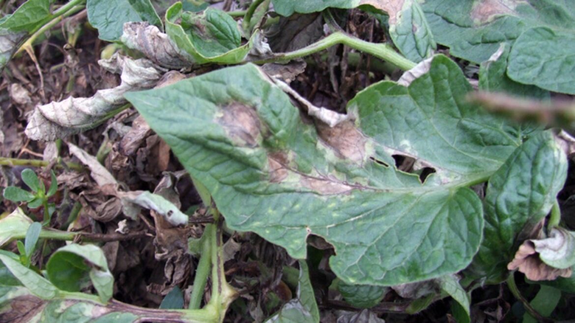 Comment sauver un pied de tomate du mildiou ?