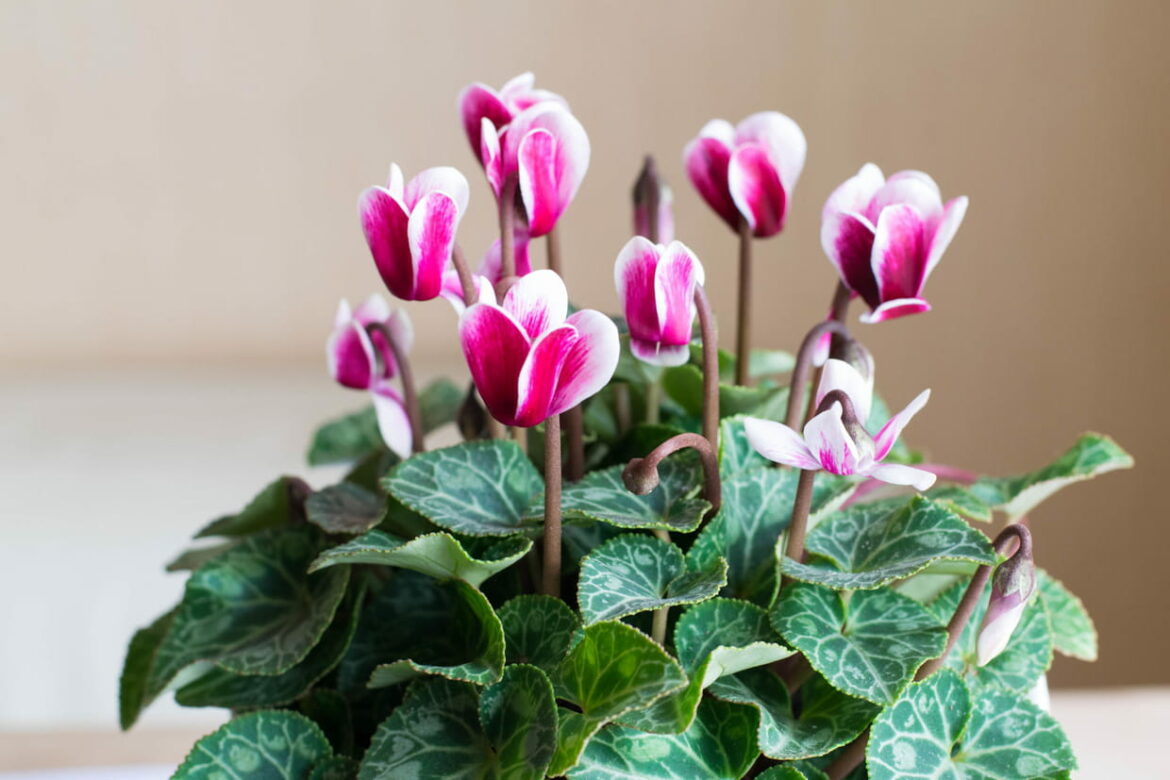 Comment savoir quand je dois arroser mon cyclamen ?