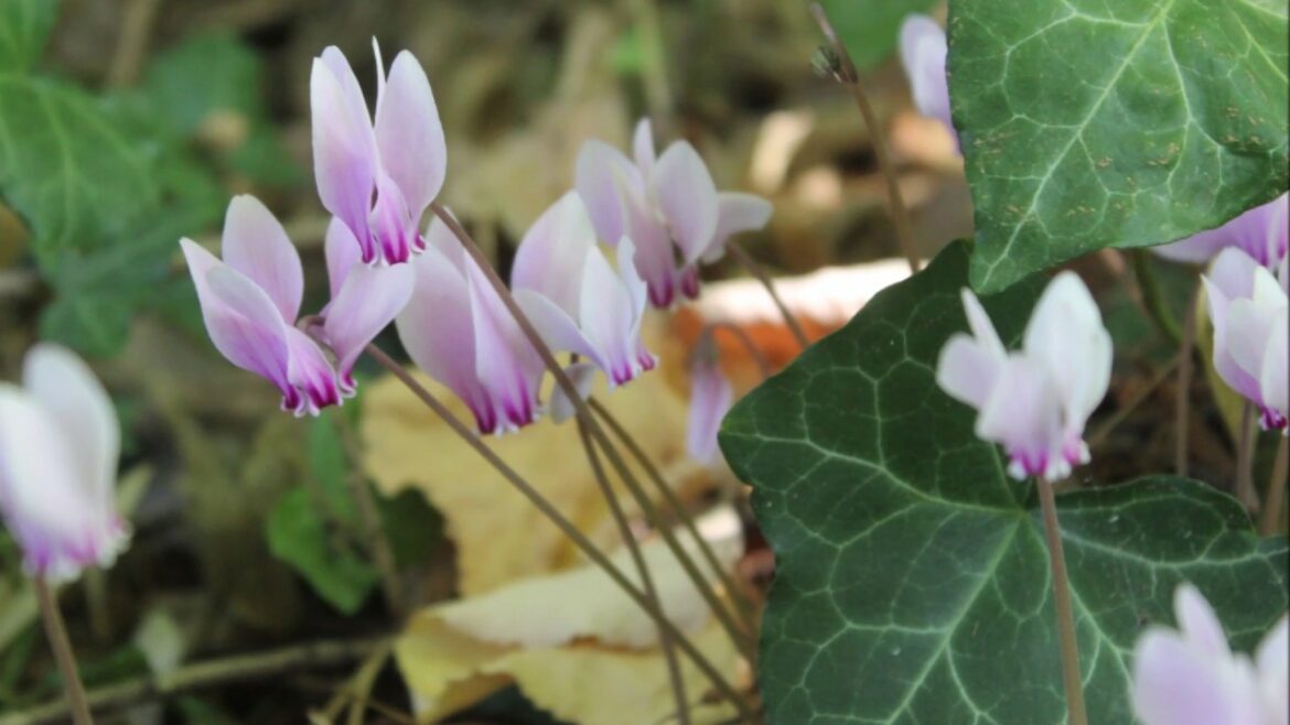 Comment savoir quand je dois arroser mon cyclamen ?
