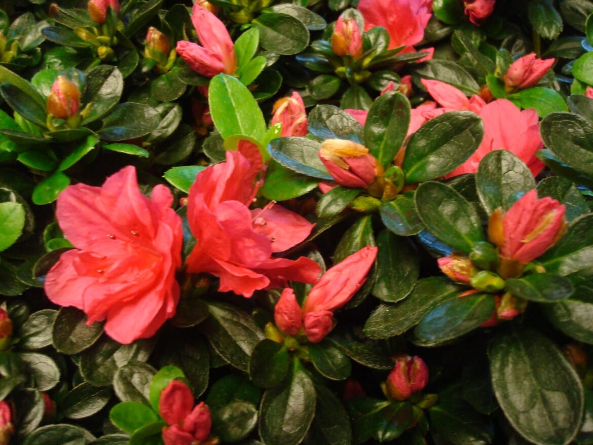 Comment savoir si azalée intérieur ou extérieur ?