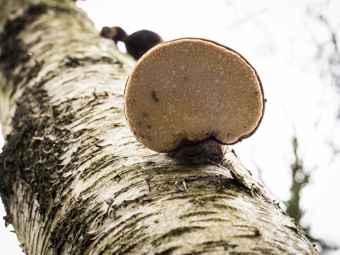 Comment savoir si c'est un cèpe ?