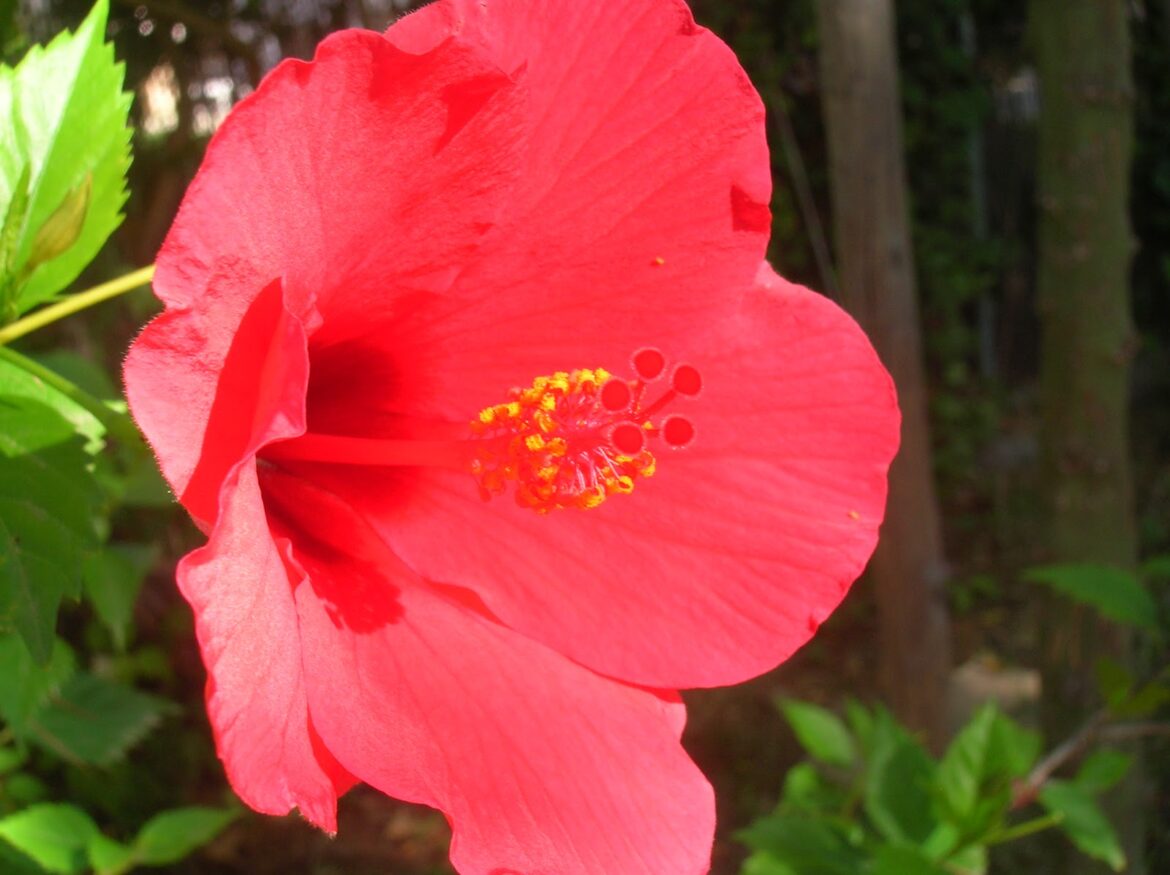 Comment savoir si c'est un hibiscus d'intérieur ou d'extérieur ?