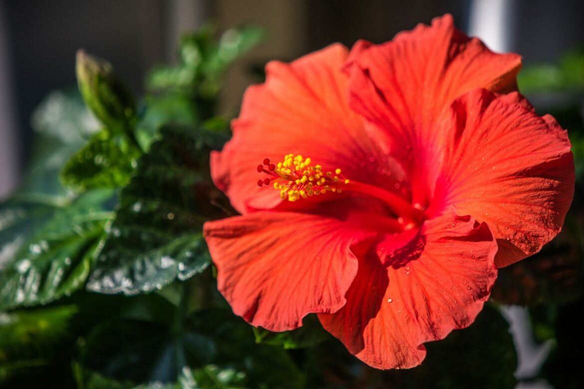 Comment savoir si c'est un hibiscus d'intérieur ou d'extérieur ?