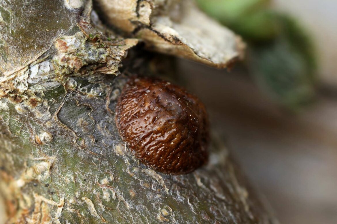 Comment savoir si la cochenille est morte ?