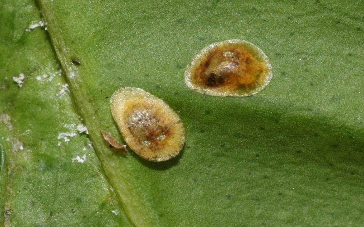 Comment savoir si la cochenille est morte ?