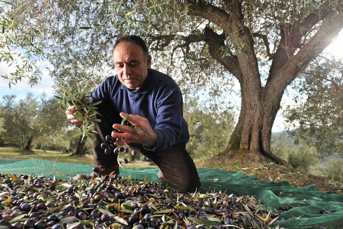 Comment savoir si les olives sont mûres ?