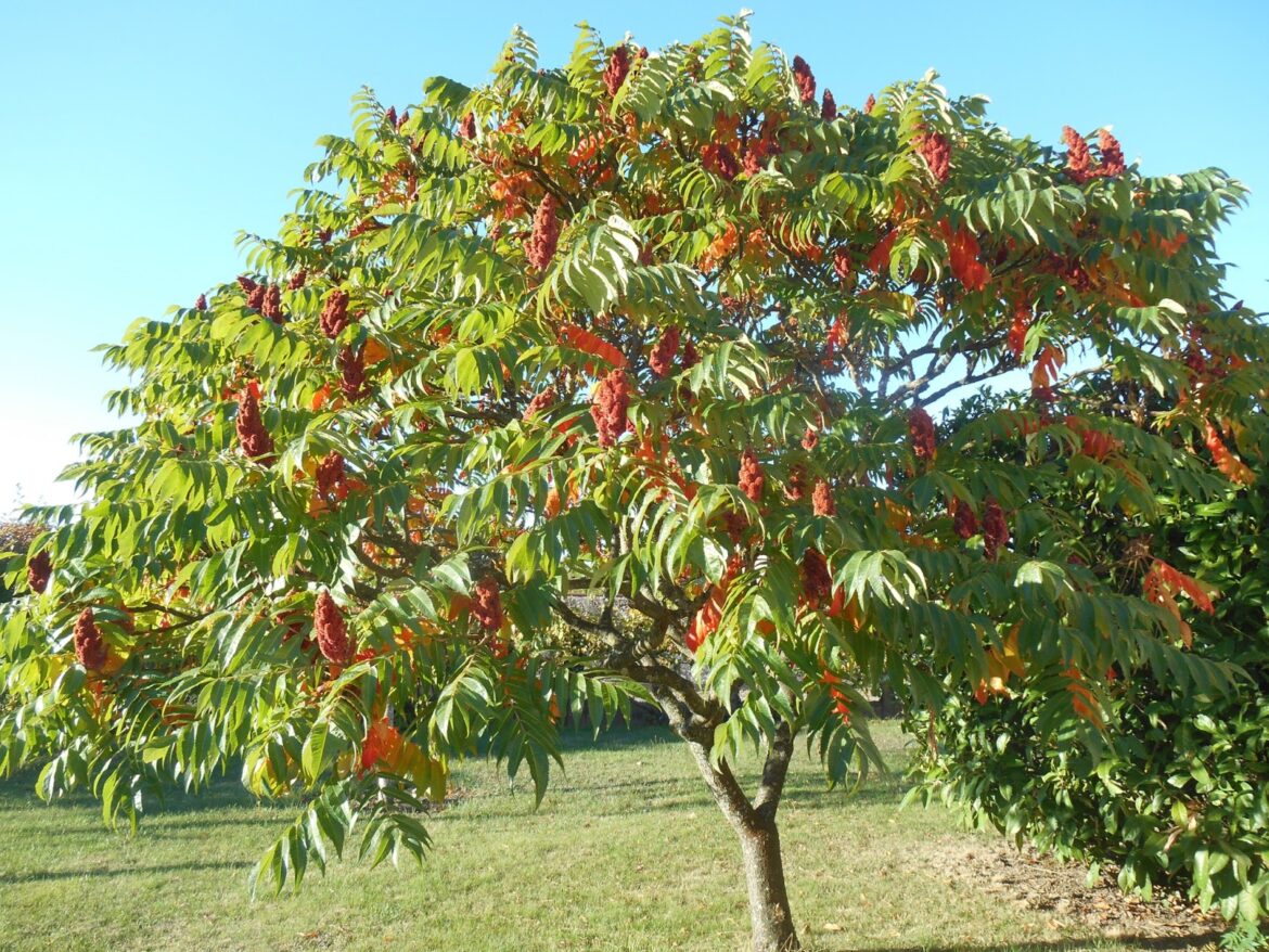 Comment savoir si mon Sumac est mort ?