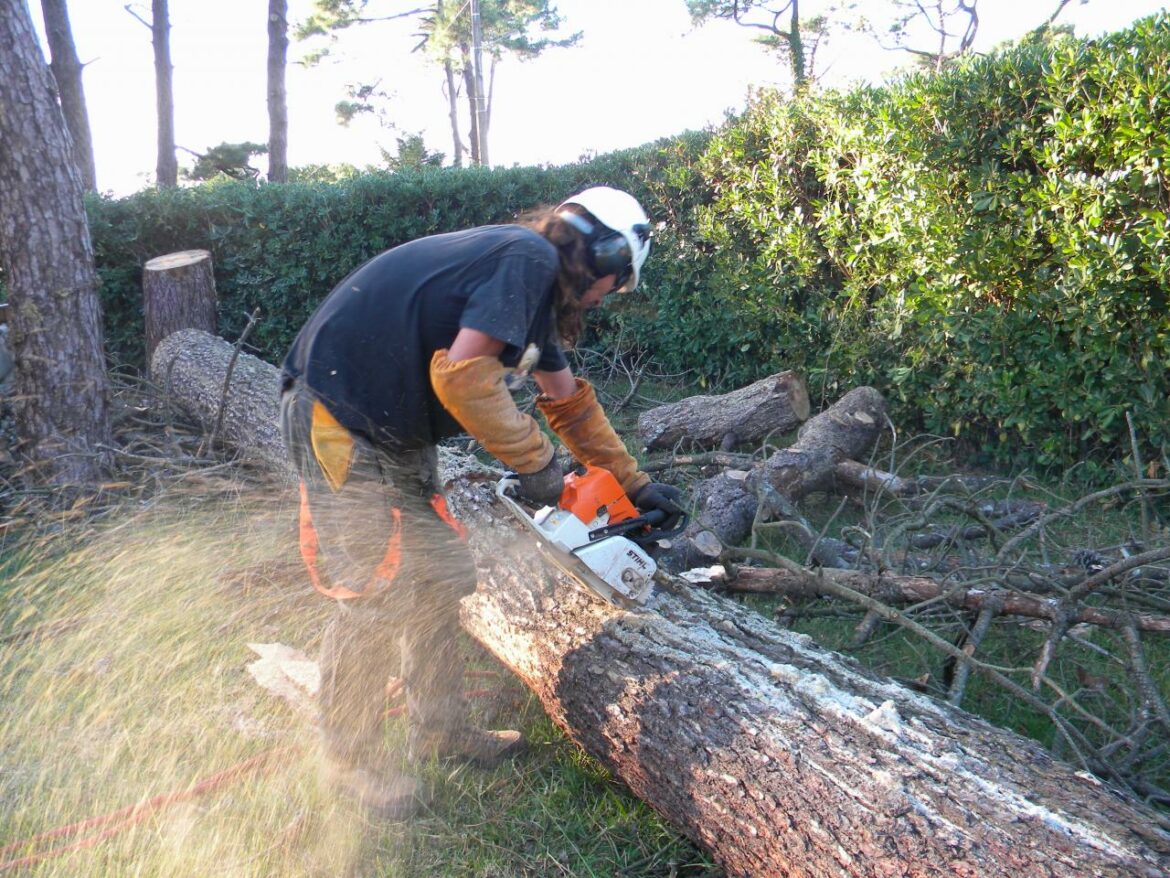 Comment savoir si mon arbre est protégé ?