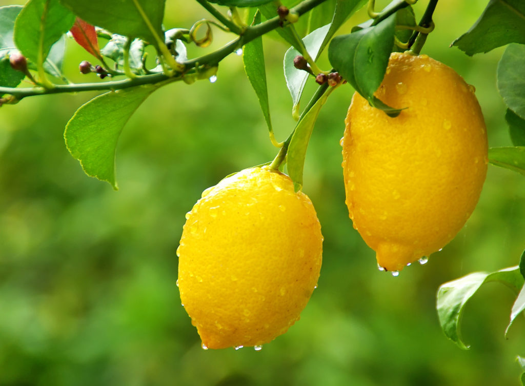 Comment Savoir Si Mon Citronnier Va Faire Des Citrons Housekeeping