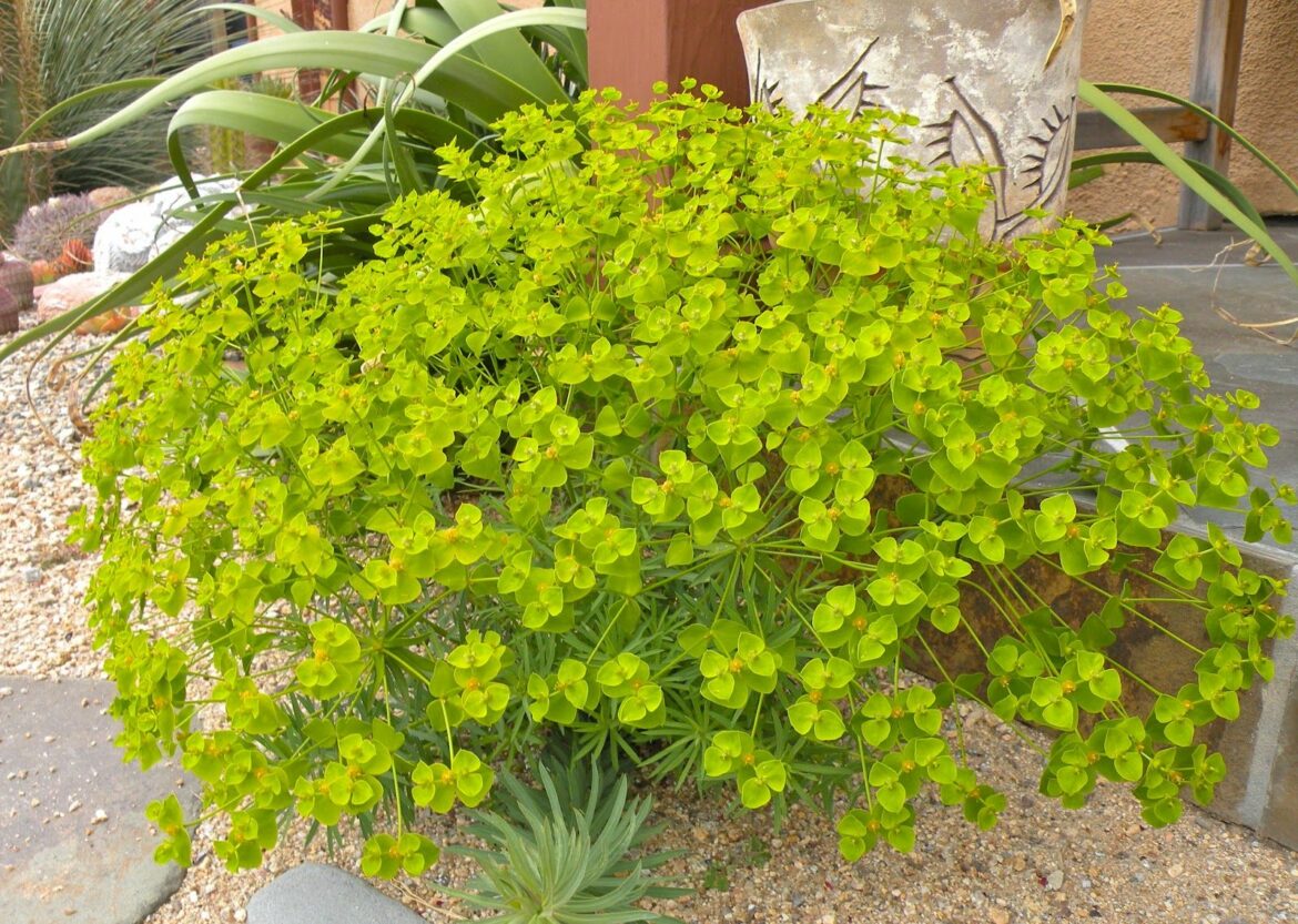 Comment savoir si mon euphorbe a soif ?