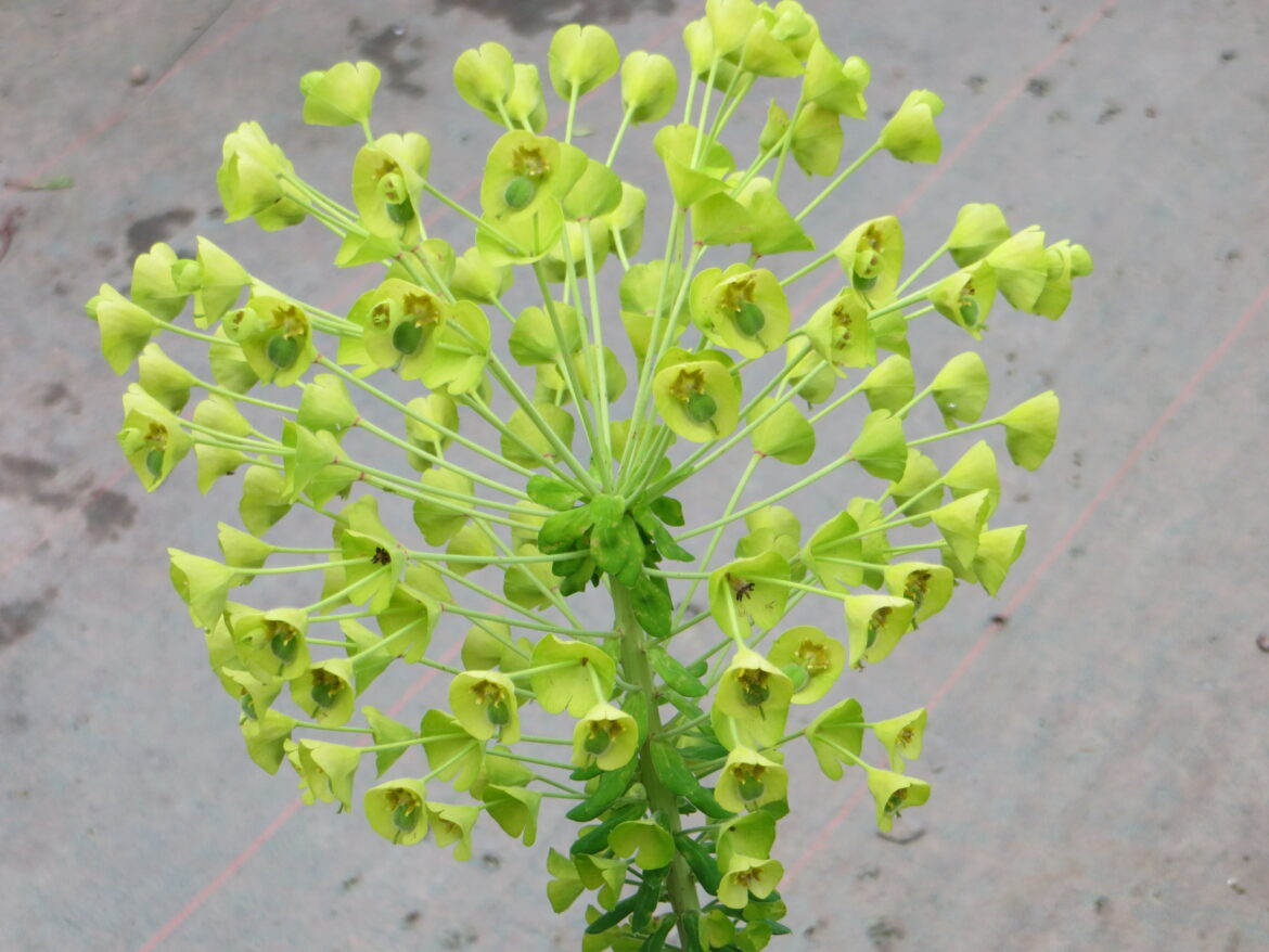 Comment savoir si mon euphorbe a soif ?