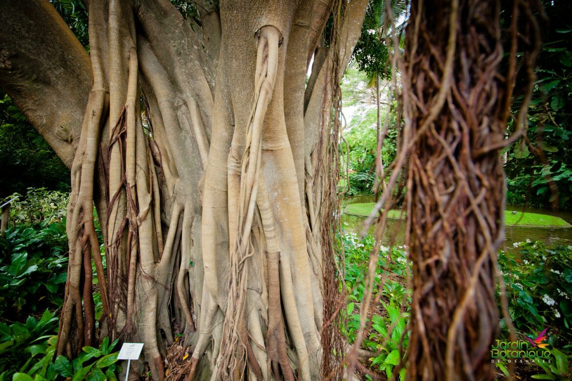 Comment savoir si mon ficus manque d'eau ?