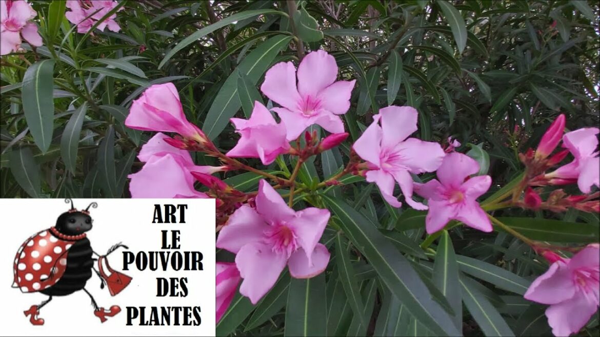 Comment savoir si mon laurier a soif ?