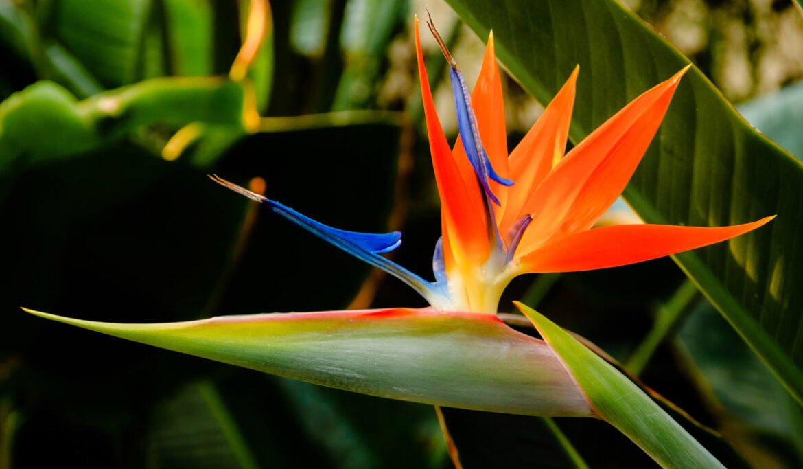 Comment savoir si mon oiseau de paradis va fleurir ?