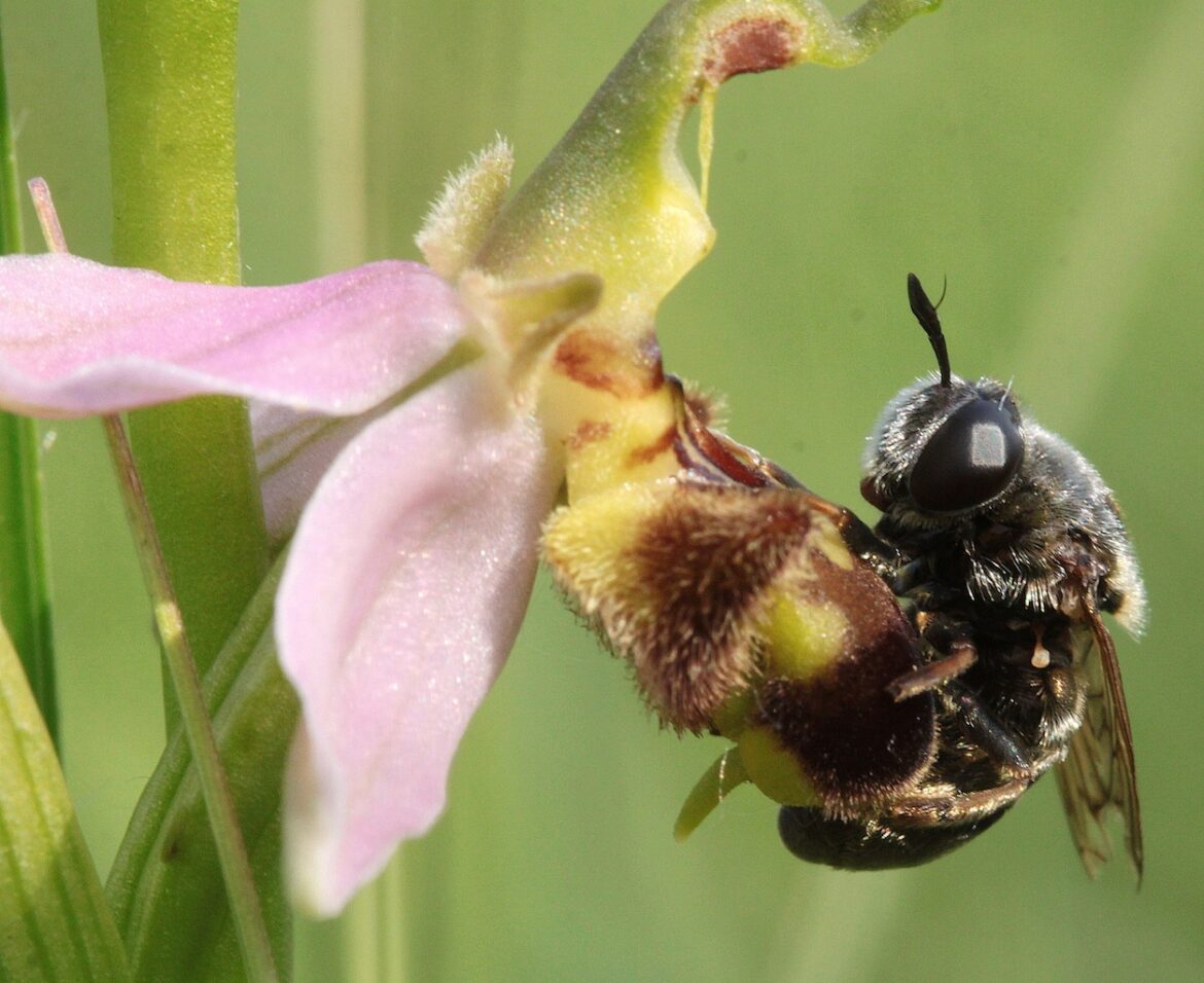 Comment savoir si on a des thrips ?