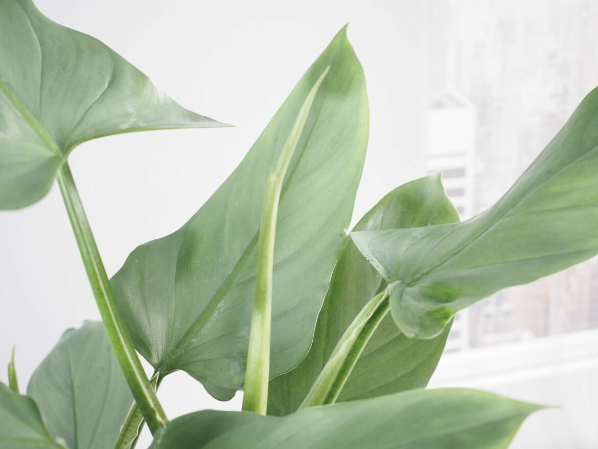 Comment savoir si on arrosé trop ou pas assez ?