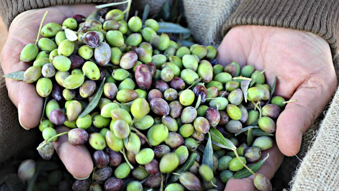 Comment savoir si on va avoir des olives ?