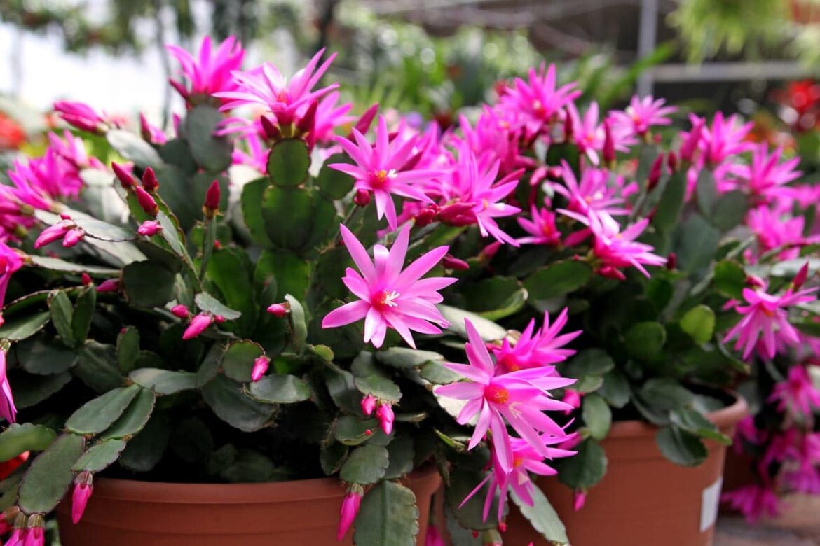 Comment savoir si un cactus a besoin d'eau ?