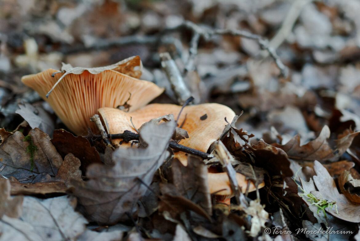 Comment savoir si un champignon est dangereux ?