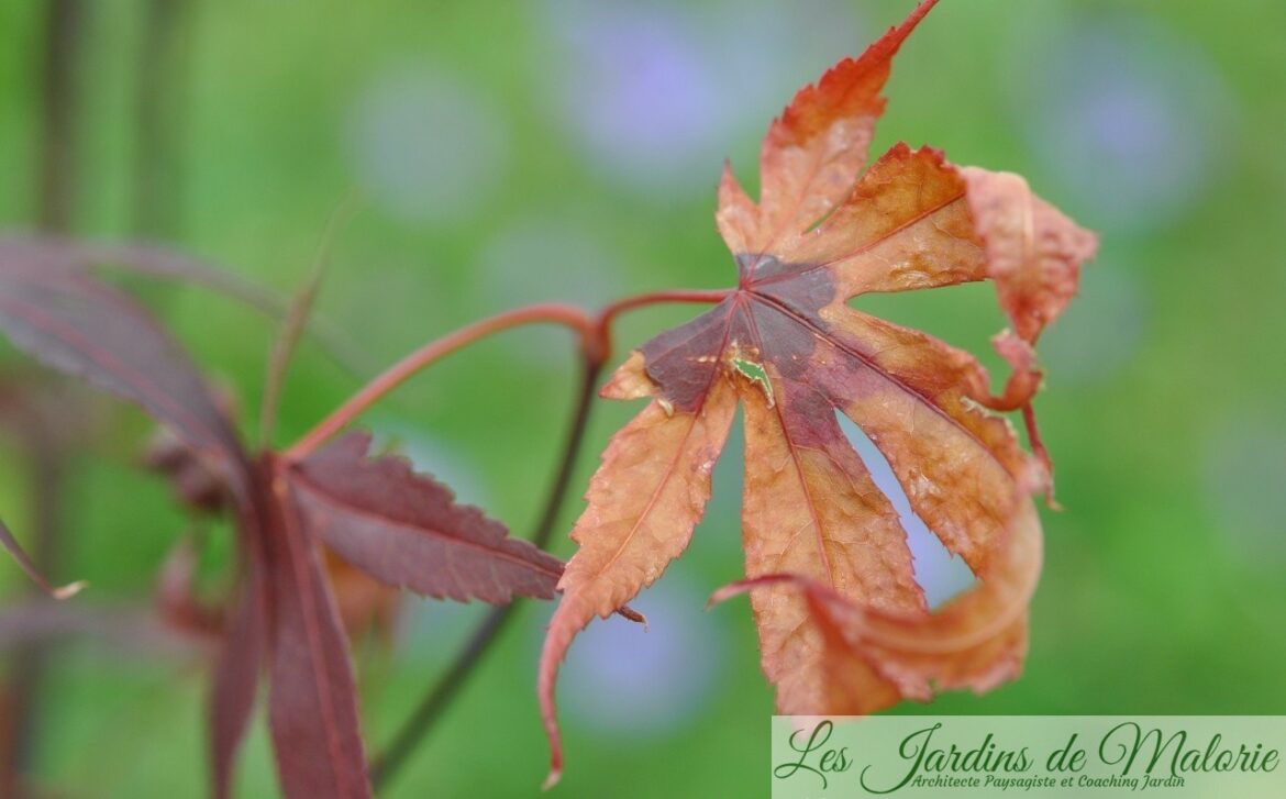 Comment savoir si un érable est malade ?