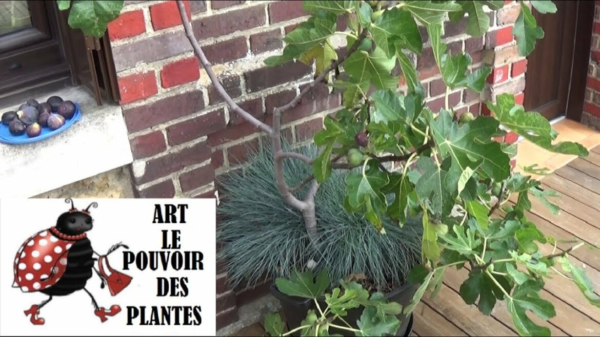 Comment savoir si un figuier manque d'eau ?