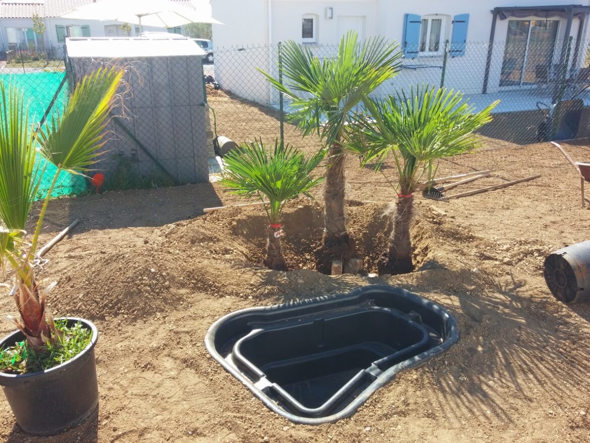 Comment savoir si un palmier manque d'eau ?