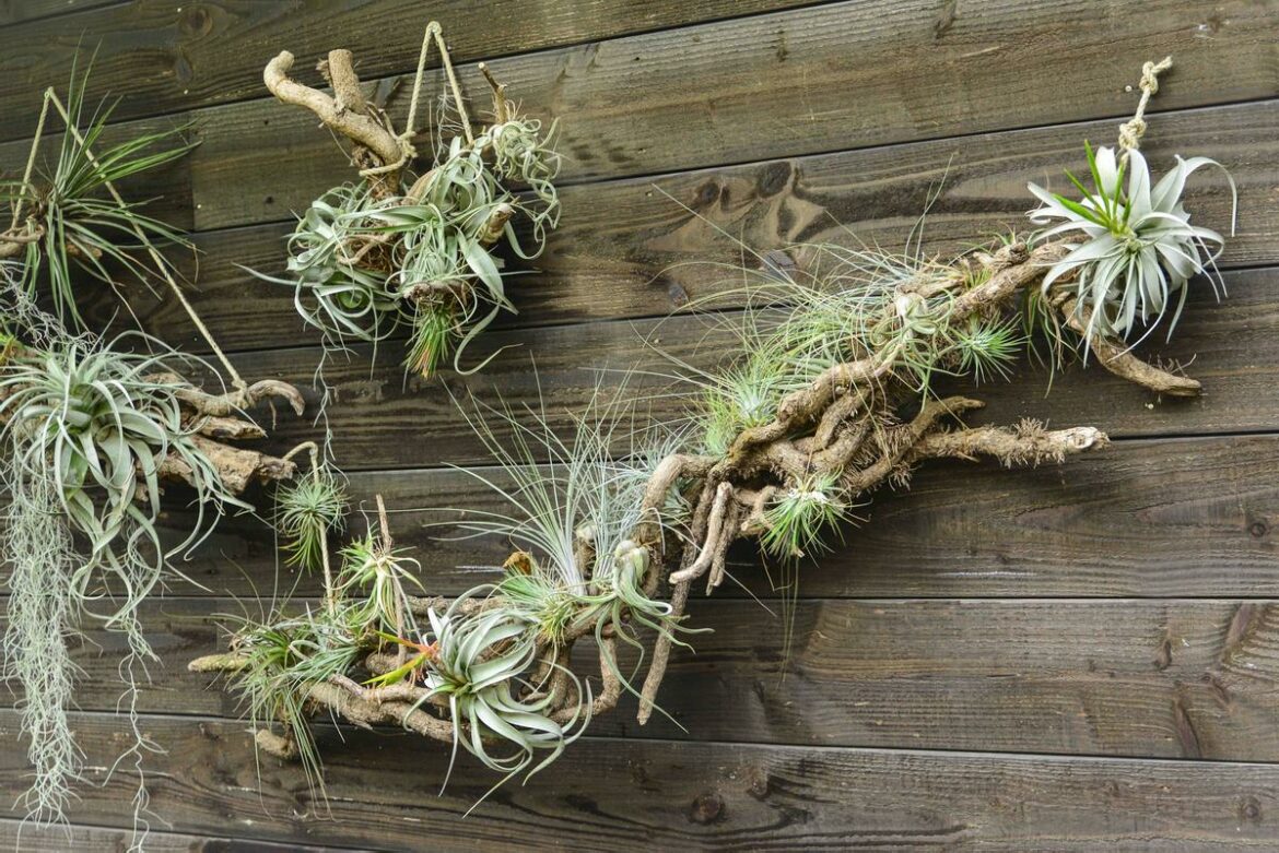 Comment savoir si une Tillandsia est morte ?