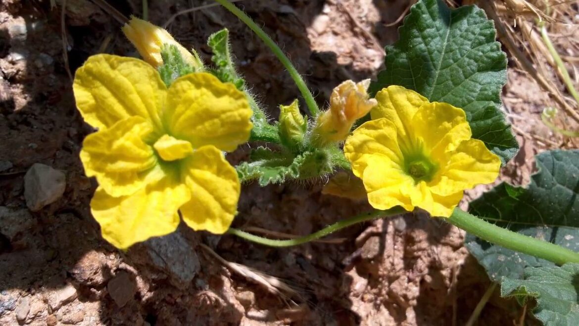 Comment savoir si une fleur est mâle ou femelle ?