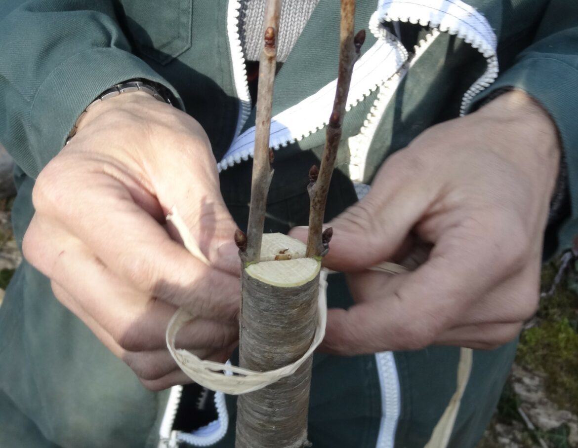 Comment savoir si une greffe en fente a pris ?