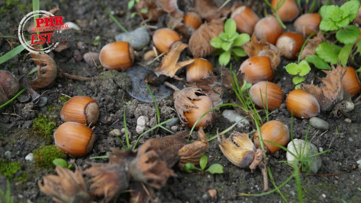 Comment savoir si une noisette est pleine ?