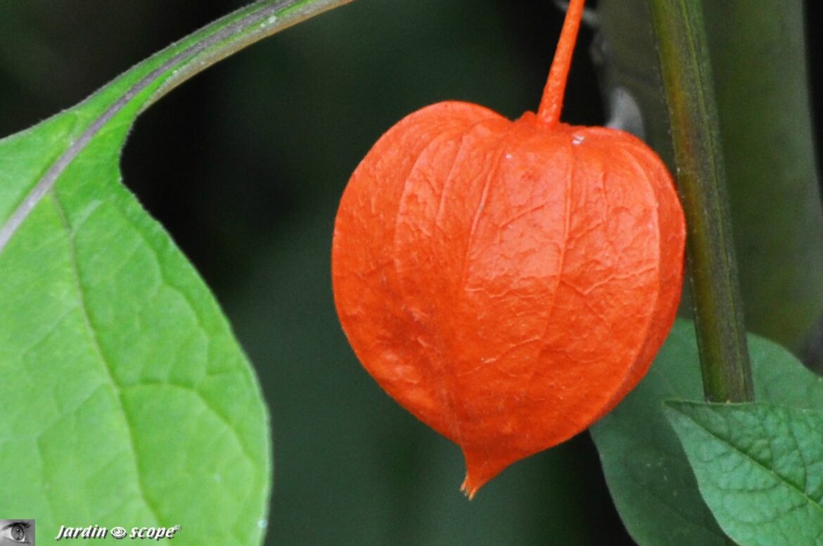 Comment savoir si une physalis est comestible ?