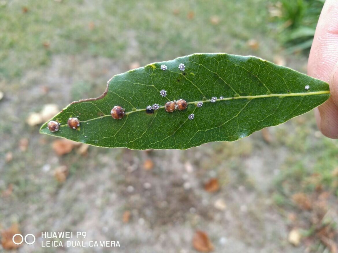 Comment savoir si une plante est infestée ?