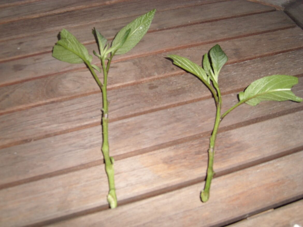 Comment savoir si une poire-melon est mûre ?
