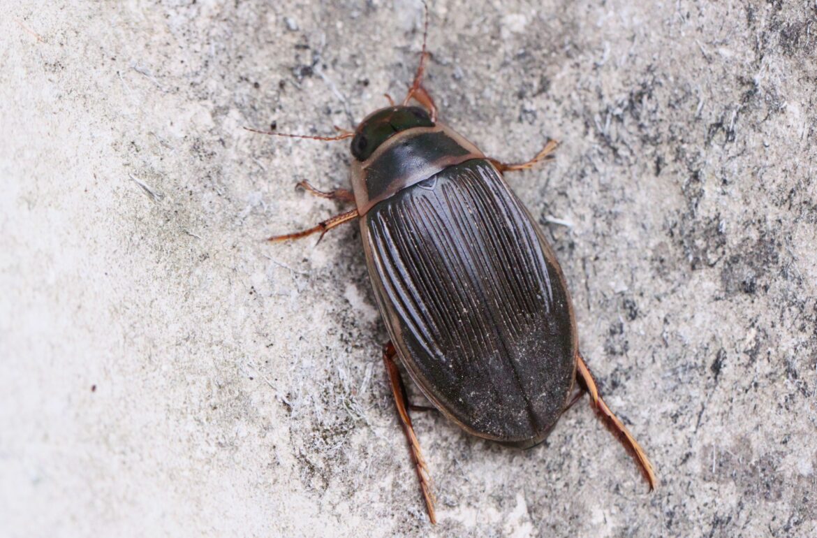 Comment se débarrasser de dytique ?