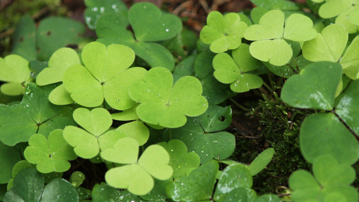 Comment se débarrasser de l'Oxalis dans le jardin ?