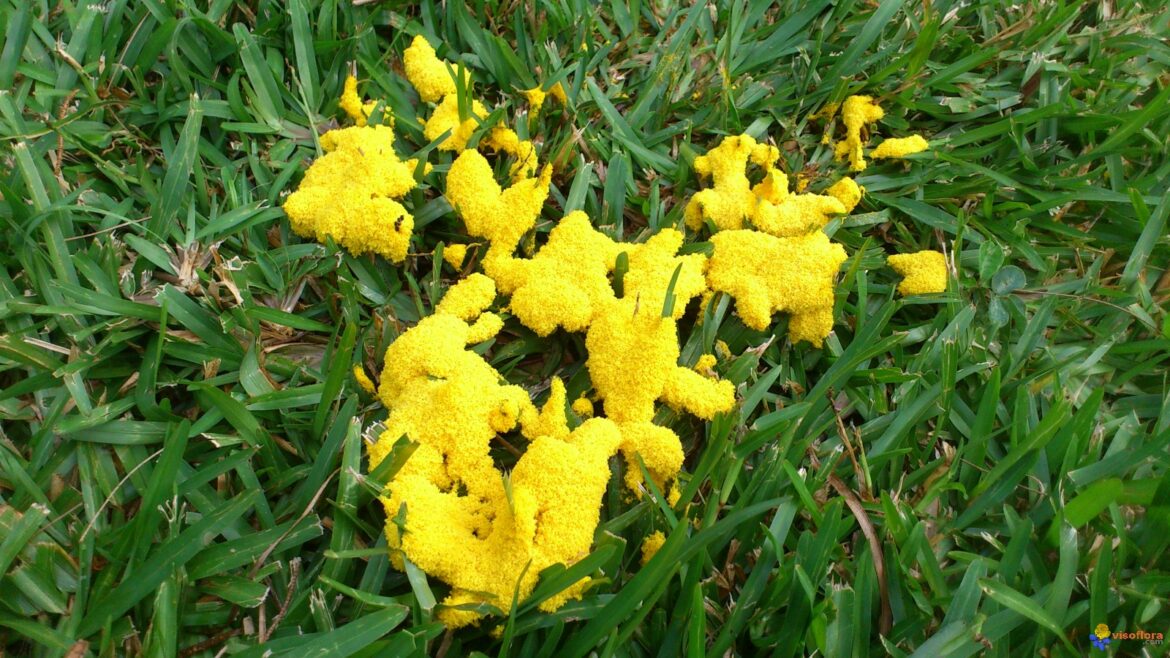 Comment se débarrasser de la mousse dans le jardin ?