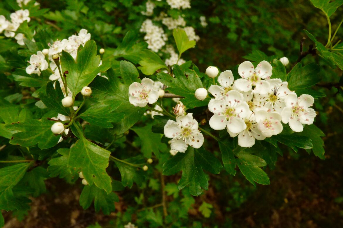 Comment se débarrasser de l'aubépine ?