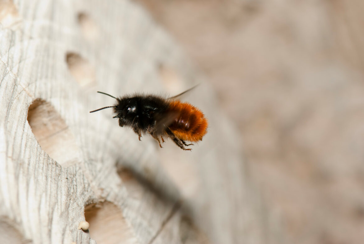 Comment se débarrasser des Osmies ?