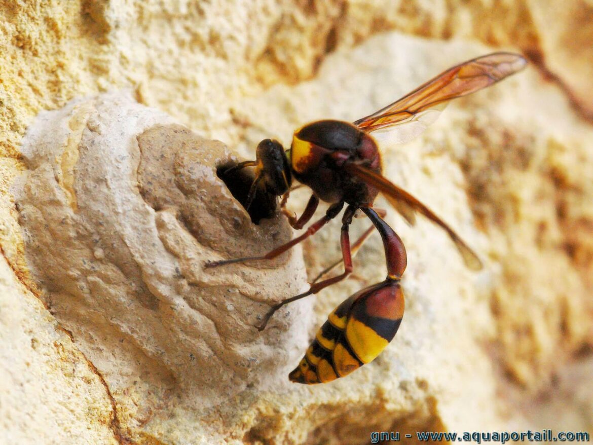 Comment se débarrasser des abeilles maçonnes ?