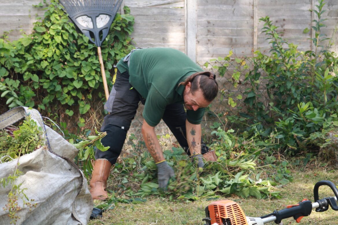 Comment se débarrasser des boutons d'or au jardin ?