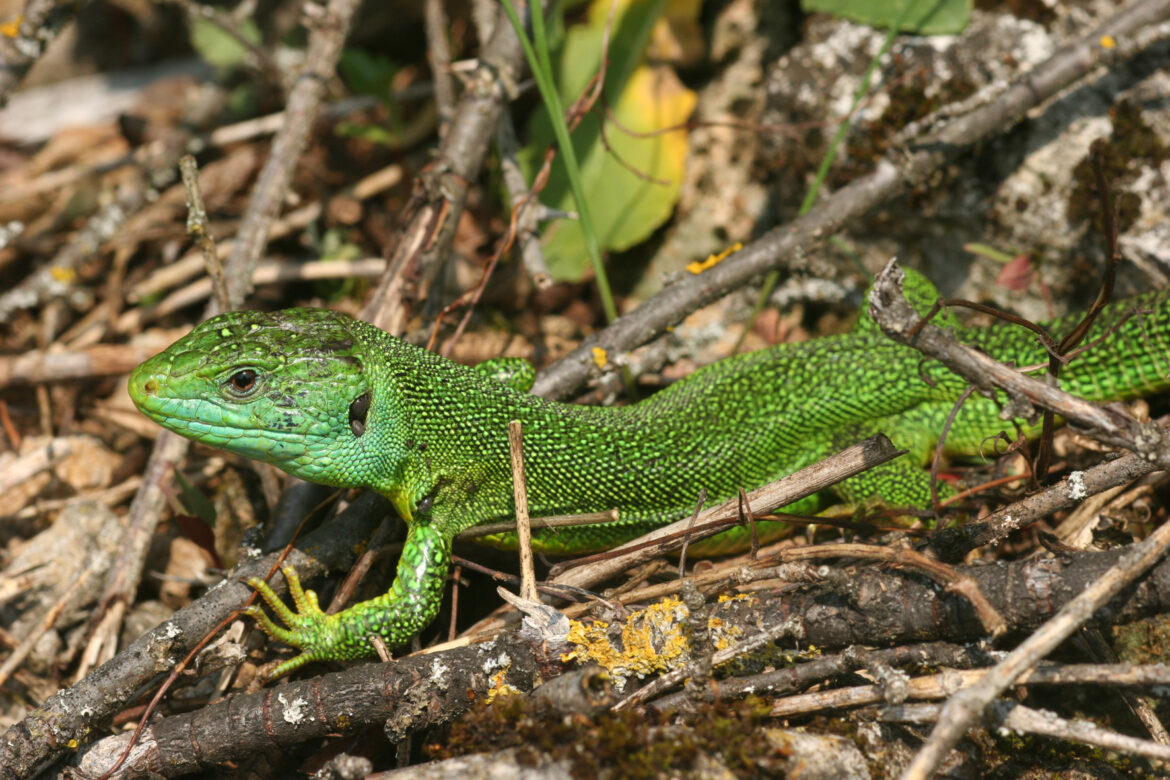 Comment se débarrasser des lézards verts ?