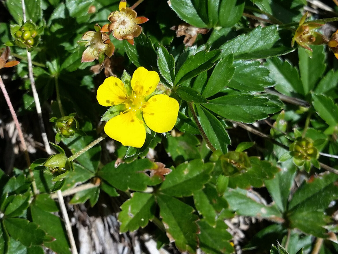 Comment se débarrasser des mauvaises herbes rampantes ?
