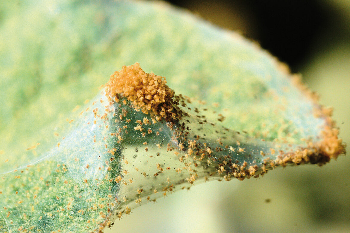Comment se débarrasser des tétranyques rouges ?