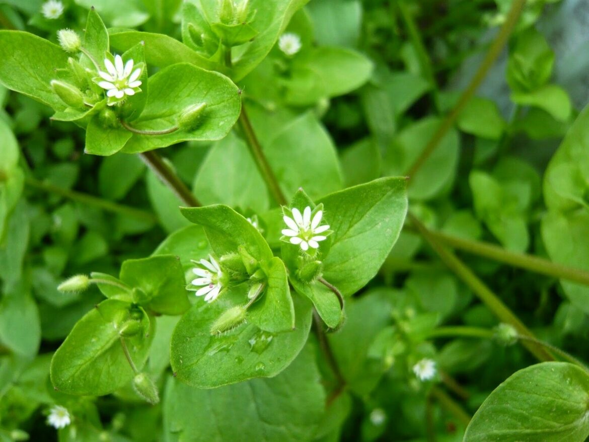 Comment se débarrasser du mouron dans le jardin ?