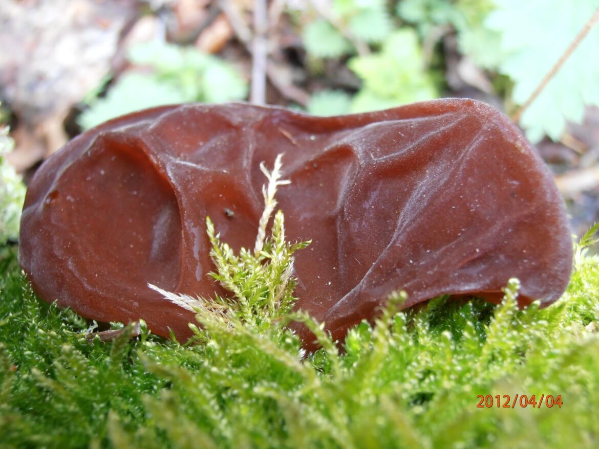 Comment se débarrasser d'un champignon dans l'oreille ?