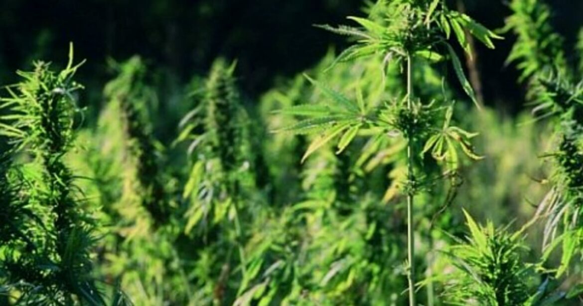 Comment se lancer dans la culture du chanvre ?