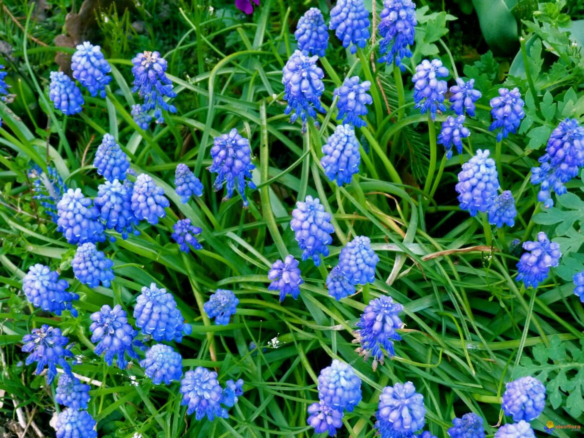 Comment se multiplie les muscaris ?