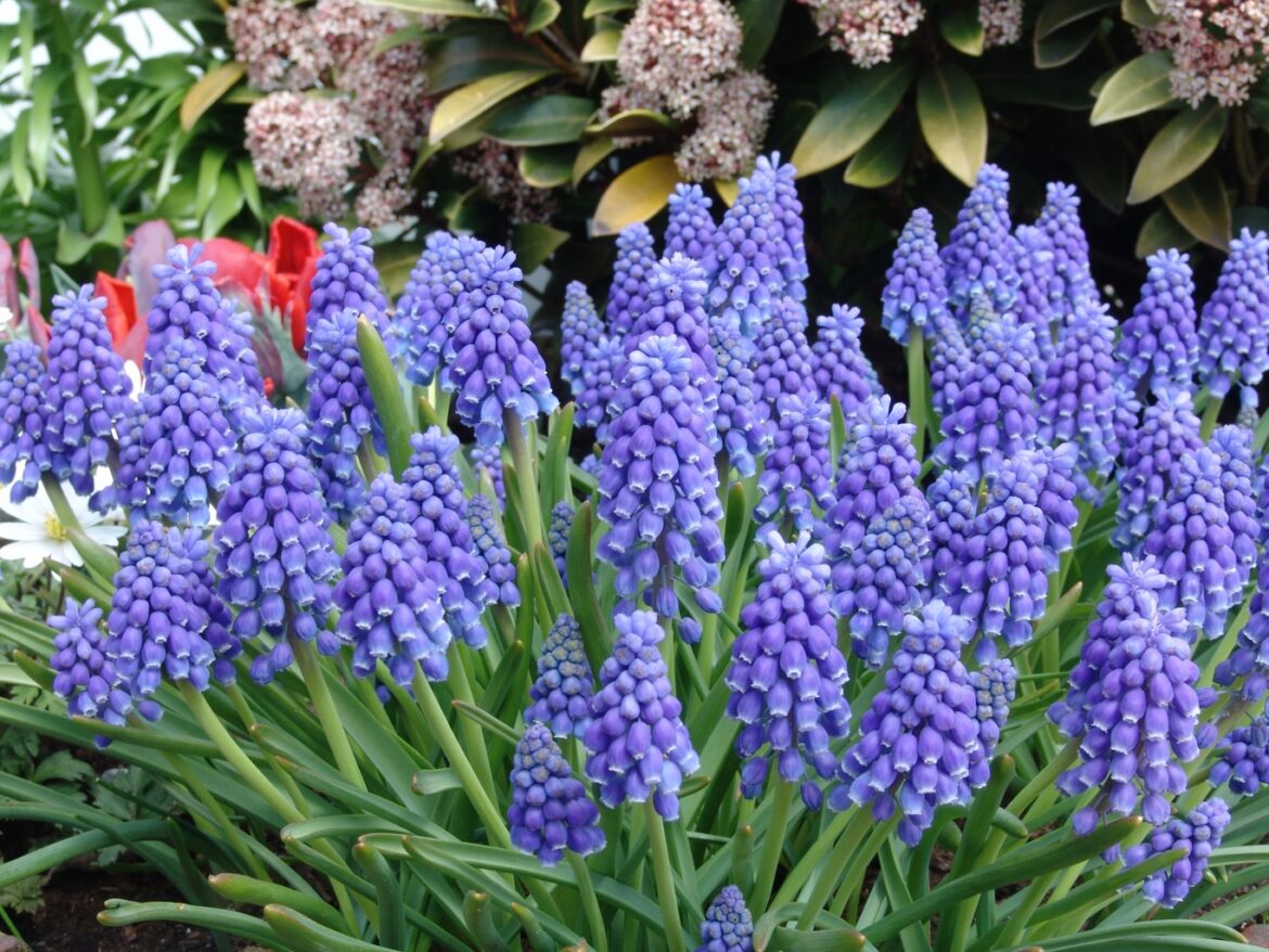 Comment se multiplie les muscaris ?