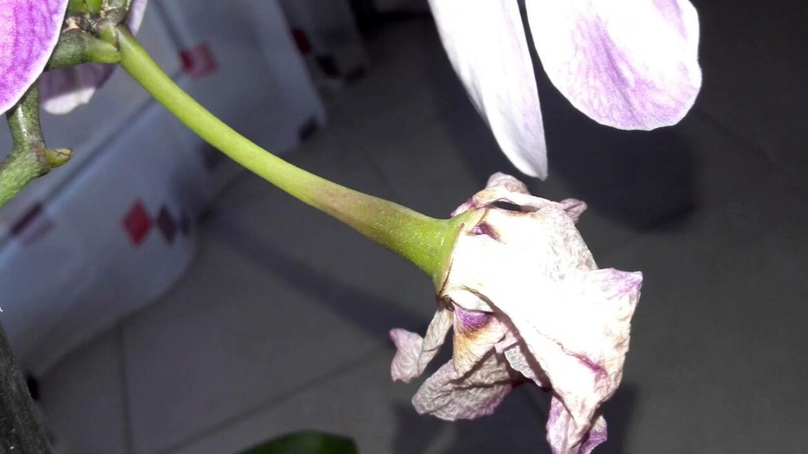 Comment se reproduisent les orchidées ?